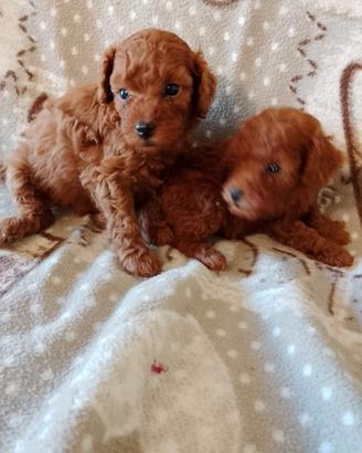 Maschietto di Barboncino Red