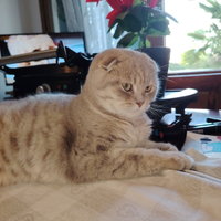 Scottish fold per accoppiamento