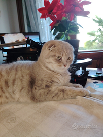 Scottish fold per accoppiamento