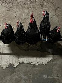ancona 1 gallo 4 galline