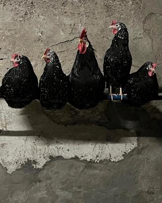 ancona 1 gallo 4 galline