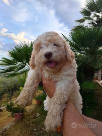 Cucciolo Lagotto romagnolo