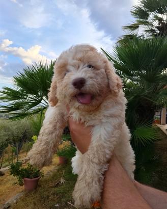 Cucciolo Lagotto romagnolo