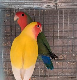 Coppie inseparabili