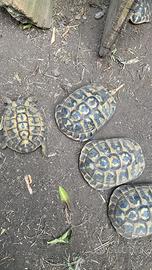 Tartarughe