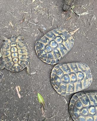 Tartarughe