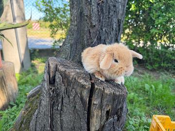 Conigli nani minilop