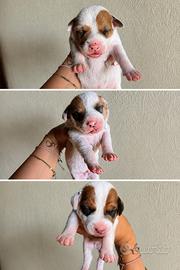 Jack Russell