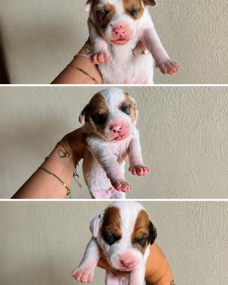 Jack Russell