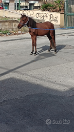 Pony di 16 mesi alto un metro