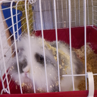 Coniglio nano ariete angora