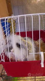 Coniglio nano ariete angora