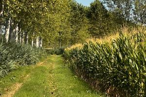 Terreno agricolo di 40 biolche a Suzzara + 21