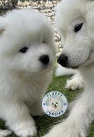 Cuccioli di samoiedo