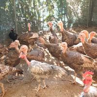 Tacchino castano d'Italia