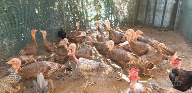 Tacchino castano d'Italia