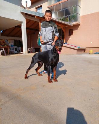 Dobermann Europeo cuccioli disponibili