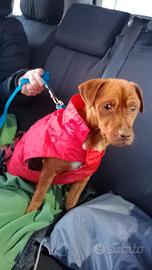 Rudolph adozione del cuore