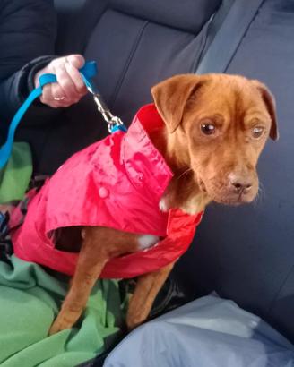 Rudolph adozione del cuore