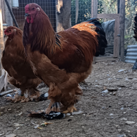 Brahma fulvo Columbia nero