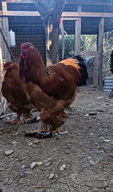 Brahma fulvo Columbia nero