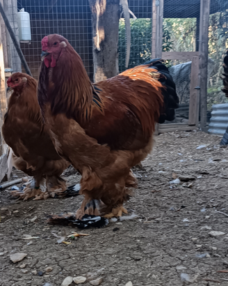 Brahma fulvo Columbia nero