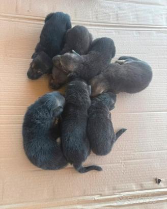 Cuccioli di pastore tedesco