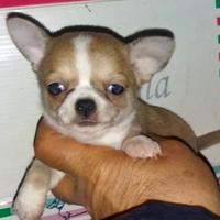Chihuahua bicolore