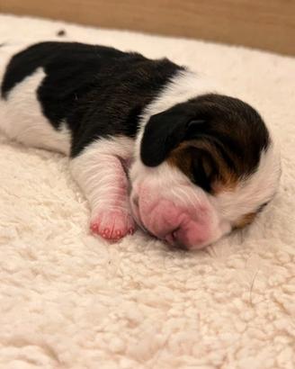 Cuccioli di tipo basset hound 650