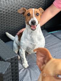 Jack Russell