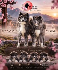 Akita inu tigrati