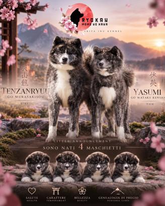 Akita inu tigrati