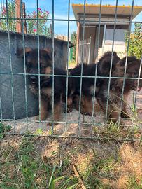 Cuccioli pastore tedesco