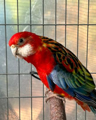 Rosella comune ventre rosso