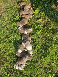 Amstaff blu