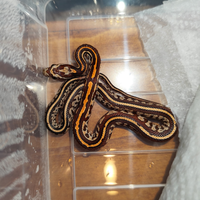 Baby guttata
