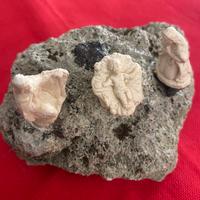 Presepe sacra famiglia artigianale su sasso e stat