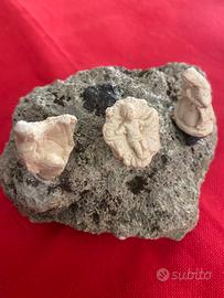 Presepe sacra famiglia artigianale su sasso e stat