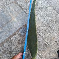 opuntia linguiformis pale 