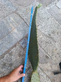 opuntia linguiformis pale 