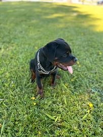Rottweiler cucciolo