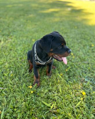 Rottweiler cucciolo