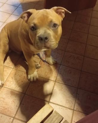 American bully