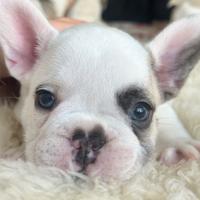 Cuccioli di bulldog francese
