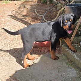 Cucciolo Rottweiler