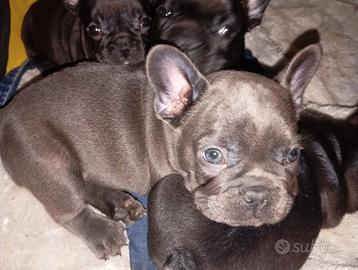 BULLDoG Francese BLU ESoTICo