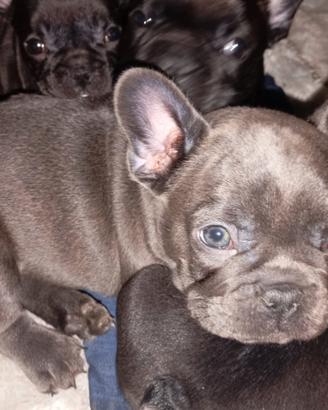 BULLDoG Francese BLU ESoTICo