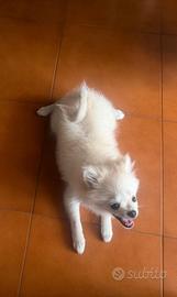 Volpino Spitz Tedesco