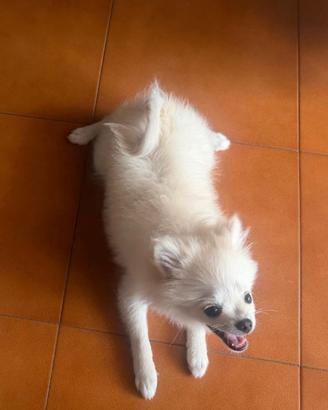 Volpino Spitz Tedesco