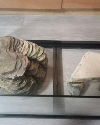 Tartarughiera con accessori